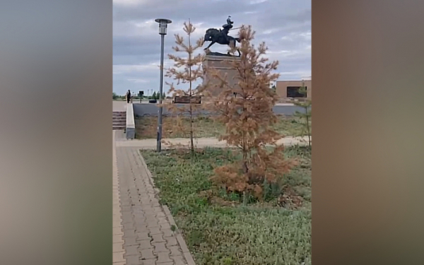 Народный репортёр. Сосны желтые. Не прижились