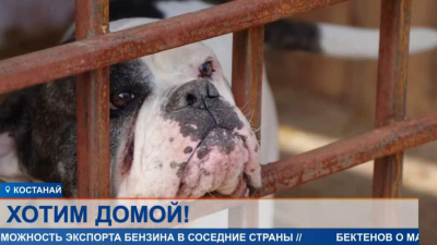В новой квартире для тебя места нет. Спасенных из большой воды животных в Костанае бросили в приюте