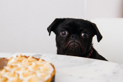 7 заведений в Алматы, куда пускают с собаками