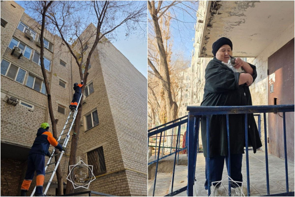 В Атырау спасатели сняли кошку с высокого дерева